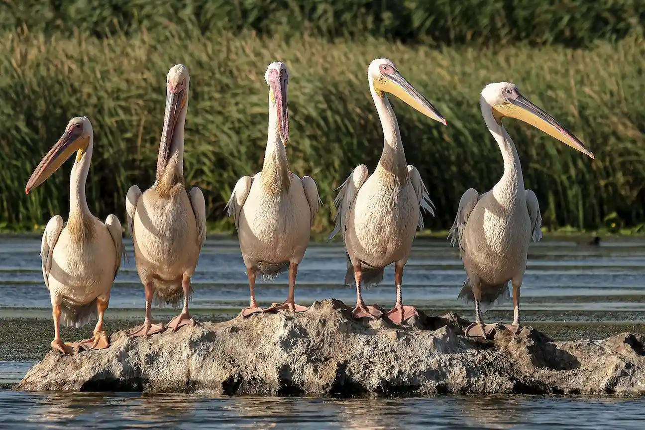 Great White Pelicans