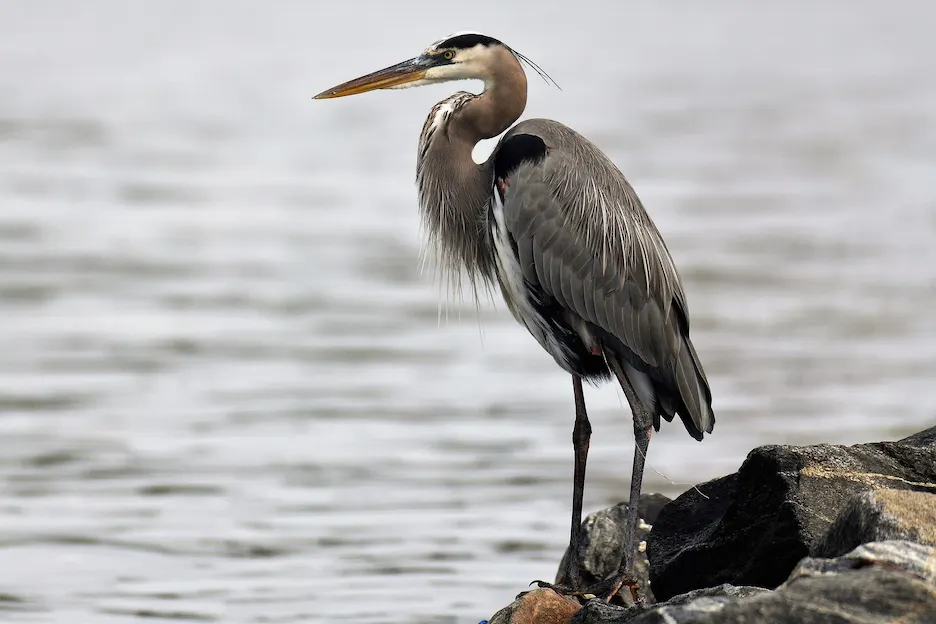 Heron looking out at water