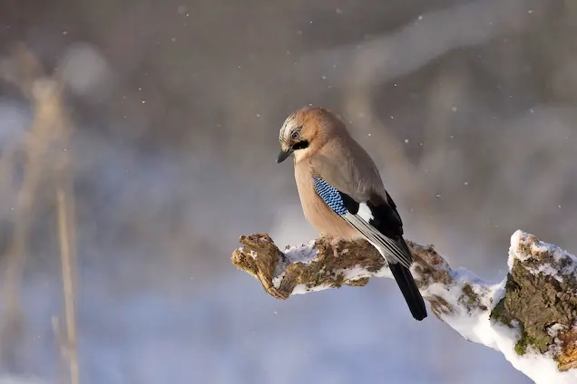 Sparrow-like bird perched on branch